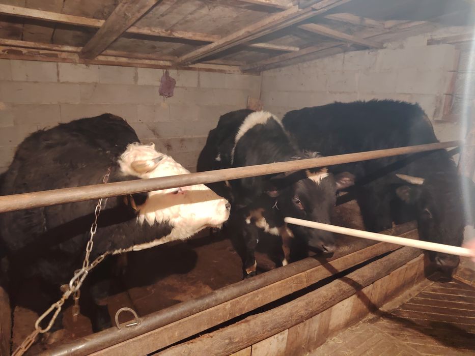 5құнажын 3 бұқа сатылады