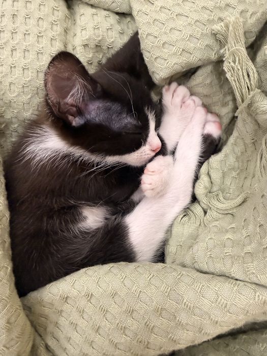 Отдадим котят, 3 девочки,