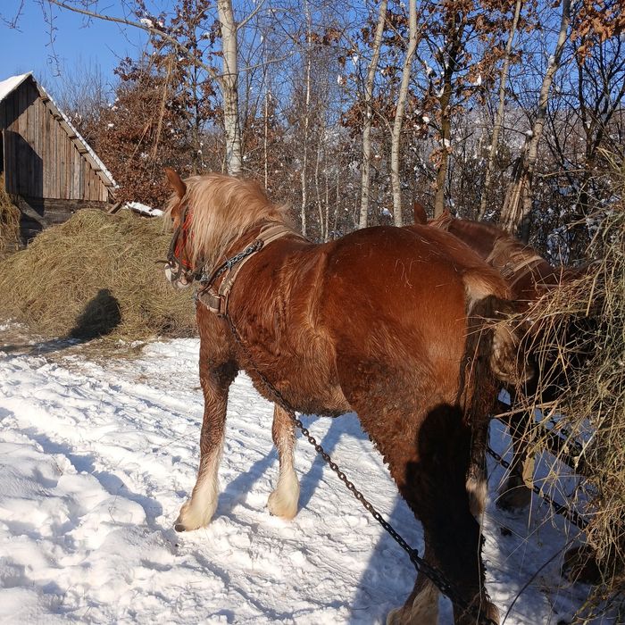 De vânzare  mânză