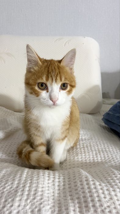 Котенок бесплатно