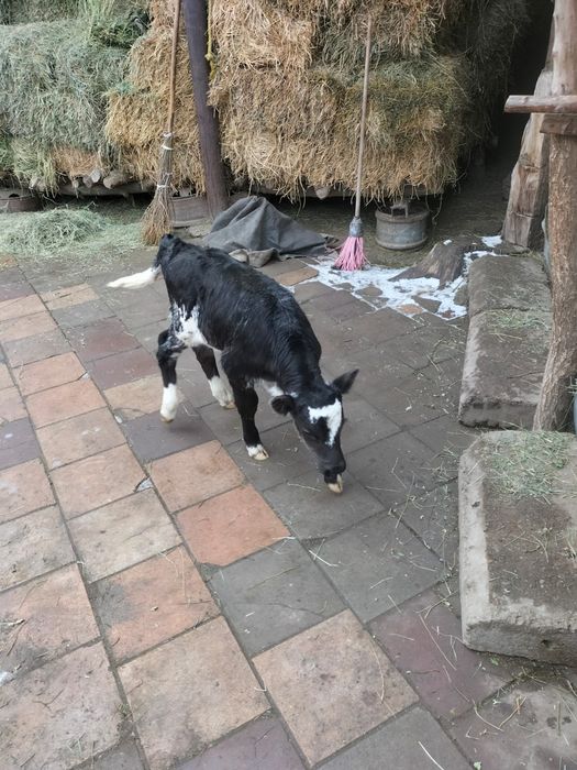 Продам телёнка бычка