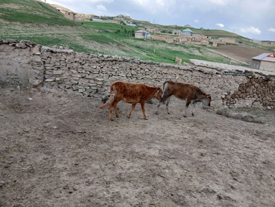 Qora mollar sotiladi srochni