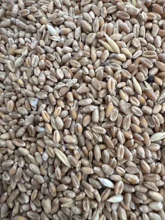 Grau  2025 de vanzare