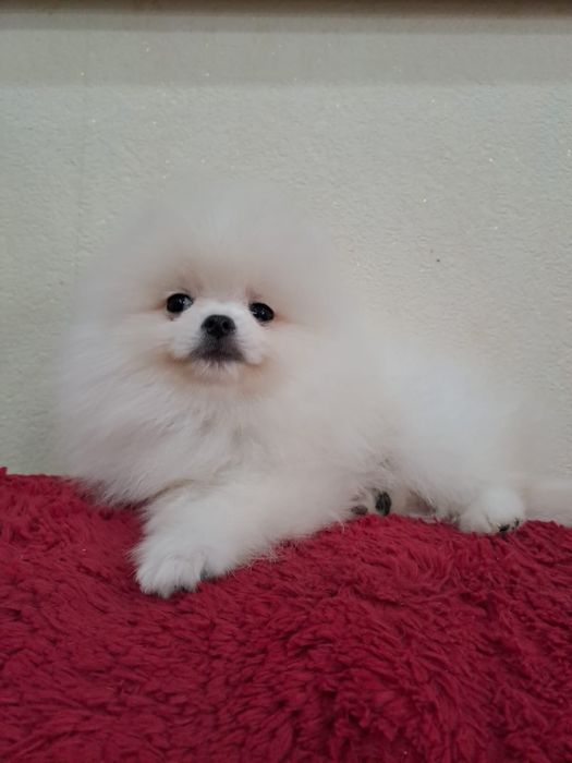 Красивые  шпицы мишки