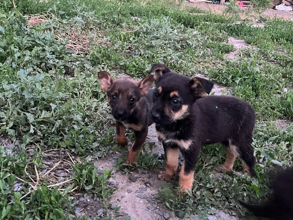 Продам щенки немецкий овчарка