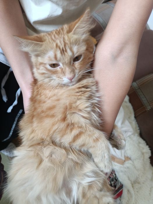 Котенок Мейн Кун