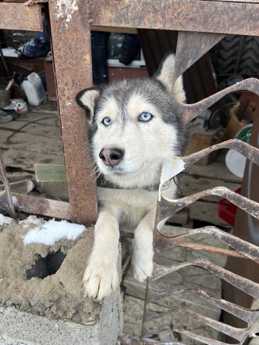 Хаски собака