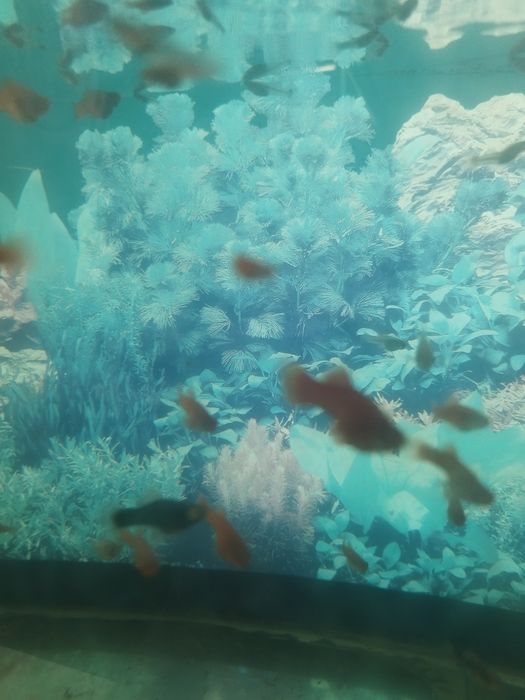 Аквариумные рыбки меченосецы