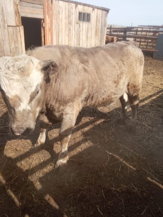 Продам три головы на откорме