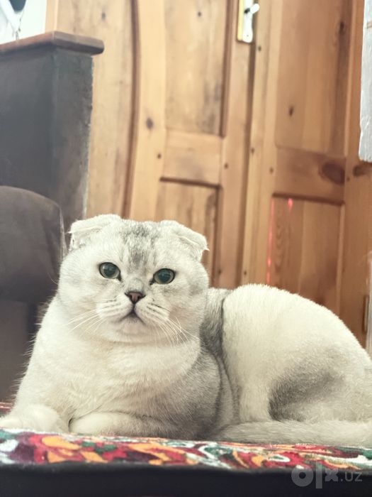 Scottish Fold (Шотландский вислоухий)