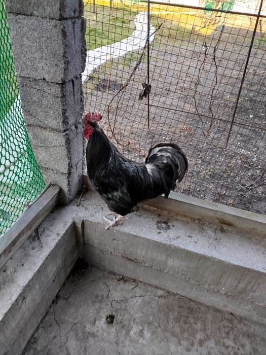 Обменяю или продам петуха