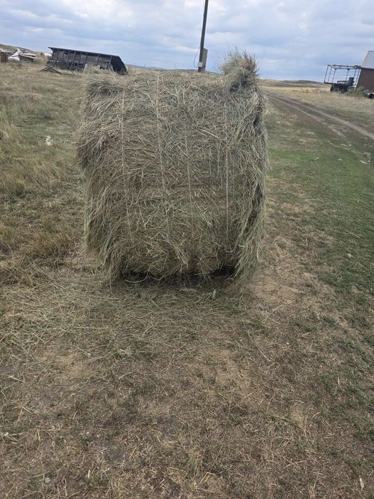 Сено в рулонах для скота