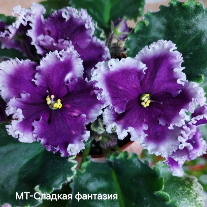 Комнатная фиалка