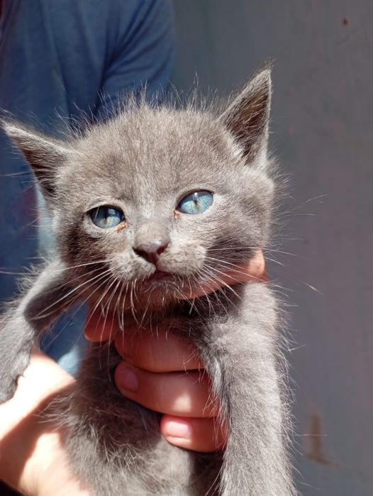 Отдам котят в добрые руки.