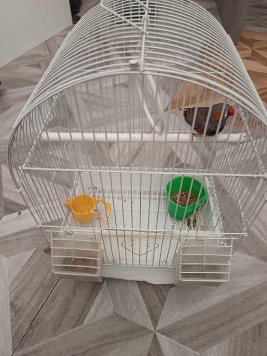 Zebra australiana cu colivie