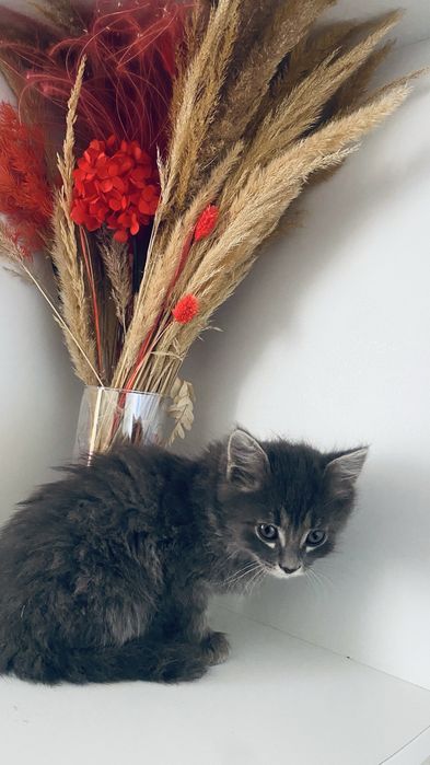 Отдам милых игривых котят