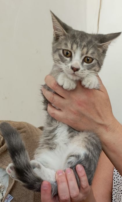 Пристраиваются только в добрые руки котята мальчики,3 месяца!