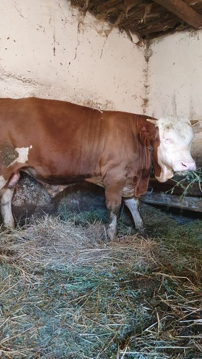 Taur tânăr bălțat