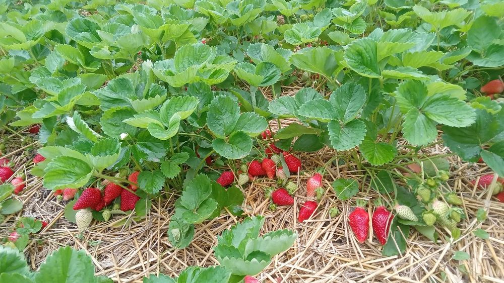 Продавам рассад ягоди.