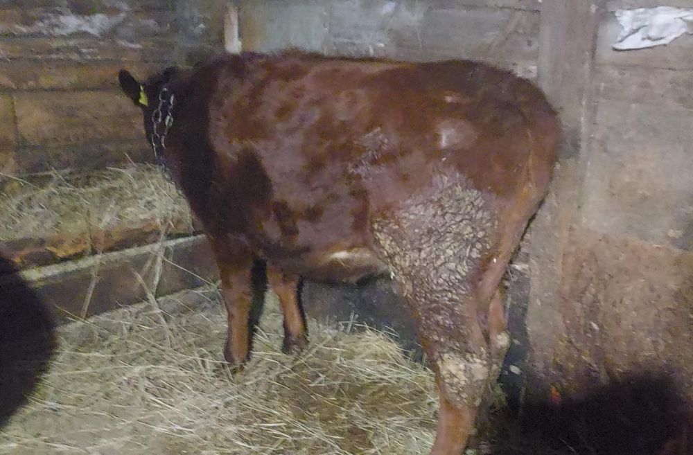 Продам стельную телку