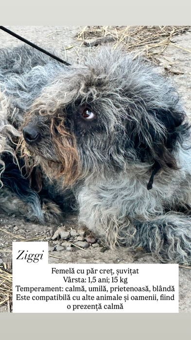 Câini spre adopție