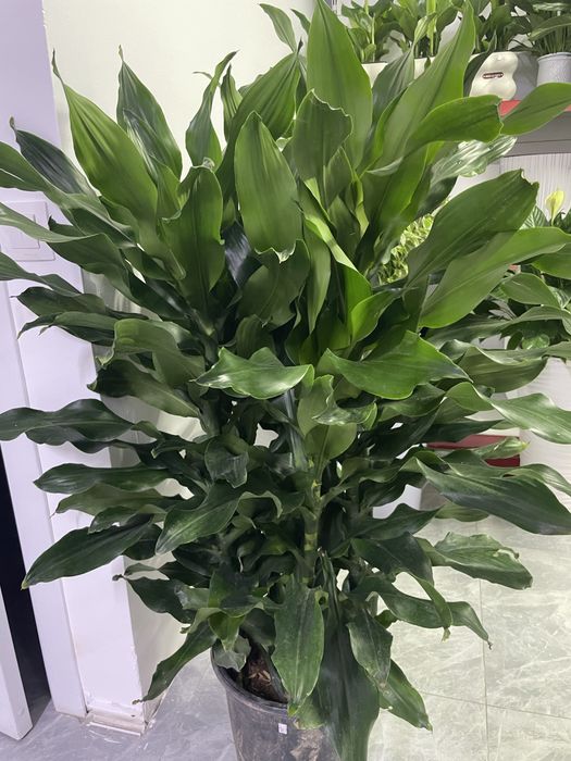 Комнатные цветы для дома и офиса