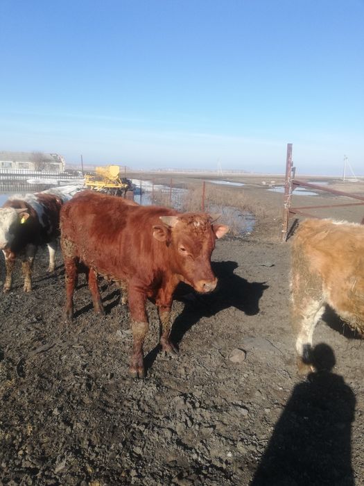 Продам бычков 15 шт