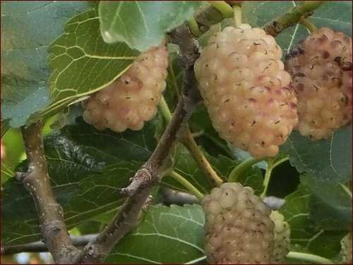 Черница – черна, розова и бяла