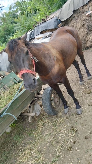 Iapa tânără de 3 ani