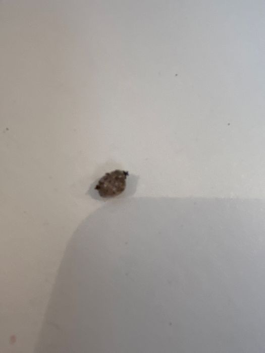 Ахатинские улитки павлодар