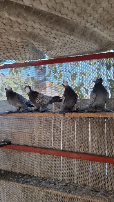 Vând lot de 50 randunele,  preoti și scut de saxonia