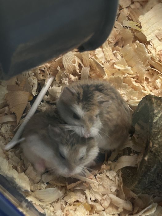 Подсрявам 2 мини хамстера