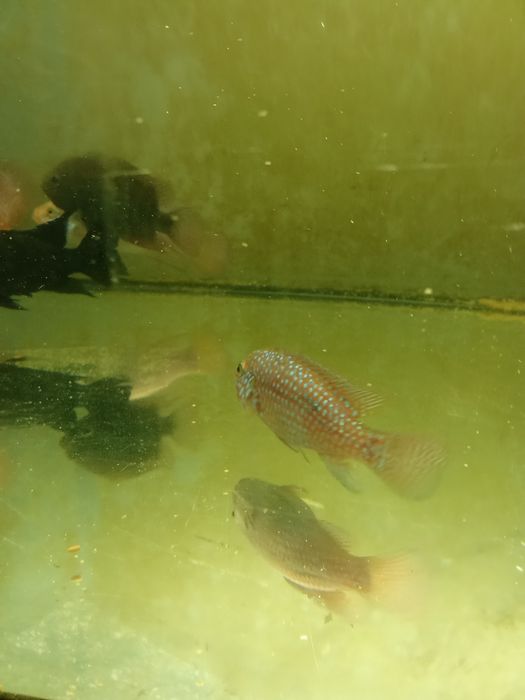 Ciclide Lifalili mature 10-12 cm + acvariu 180 l