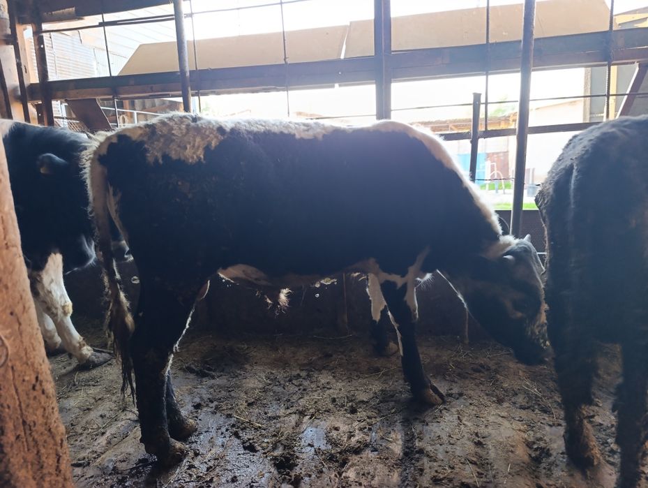 Бұқа, бычок , бык. 600к сатылады