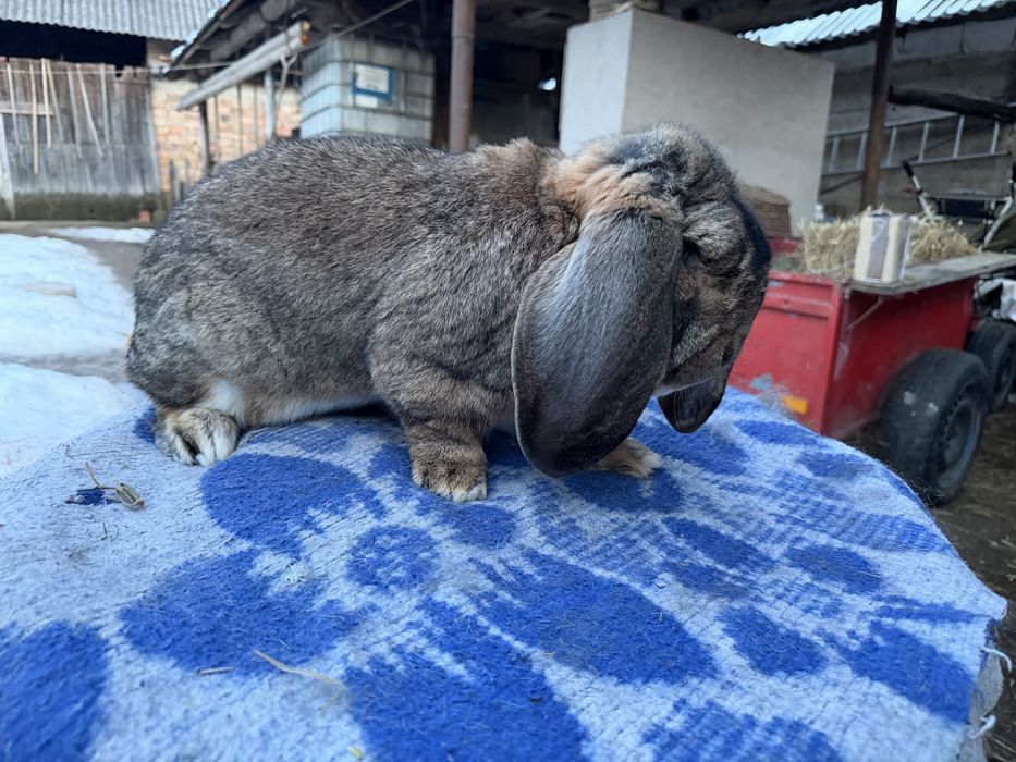 Iepuri berbec german