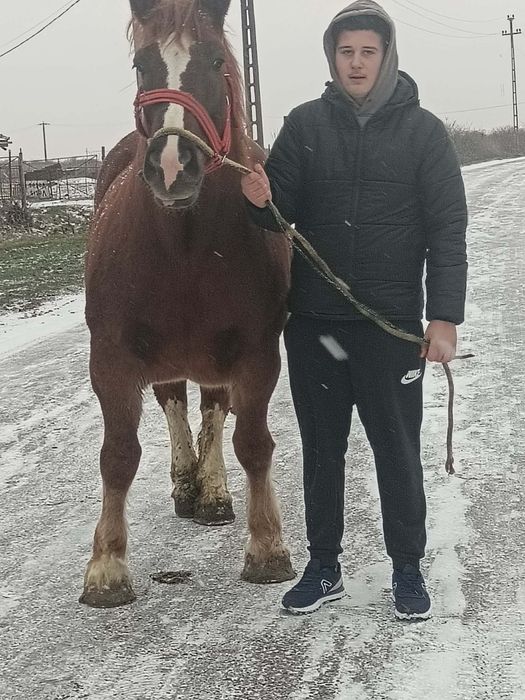 De vânzare iapa de 4 pe 5