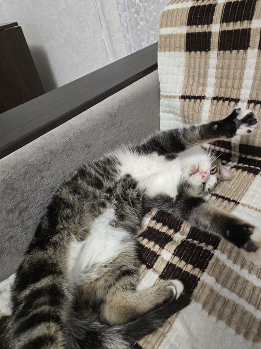 Отдам в добрые руки