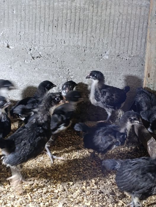 Австролорп зотли гўшт ва тухум йўналишидаги товуқ жўжалари сотилади