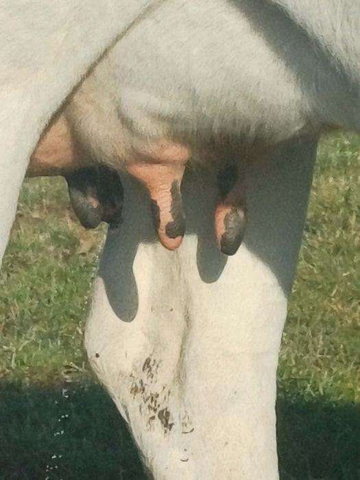 Vaca metis holstain