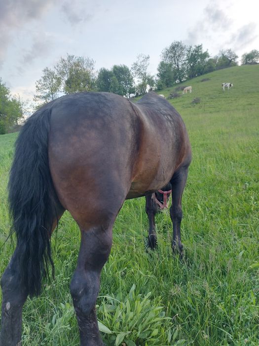Vând iapă de 9 ani.
