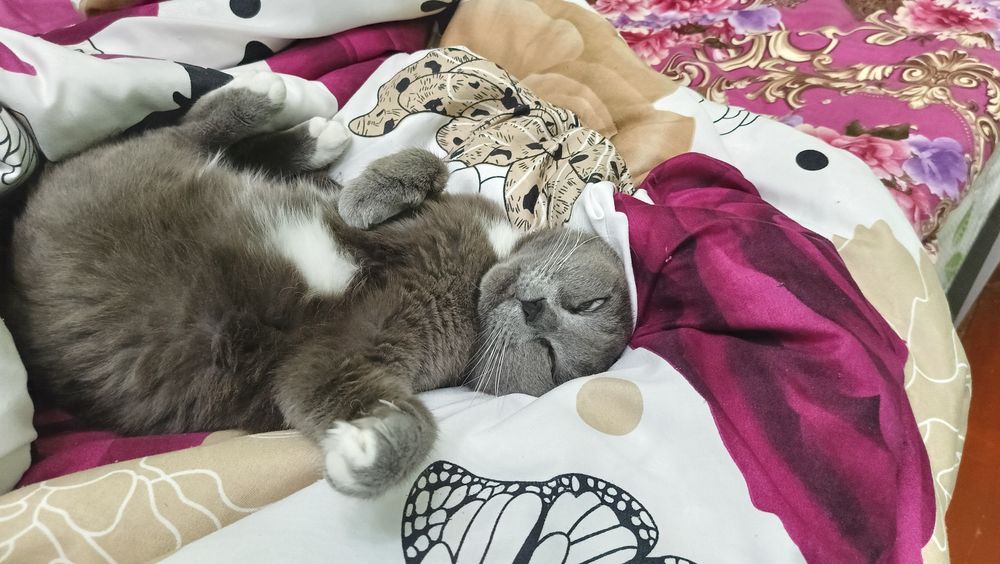 Кошка британка, домашняя 7 лет