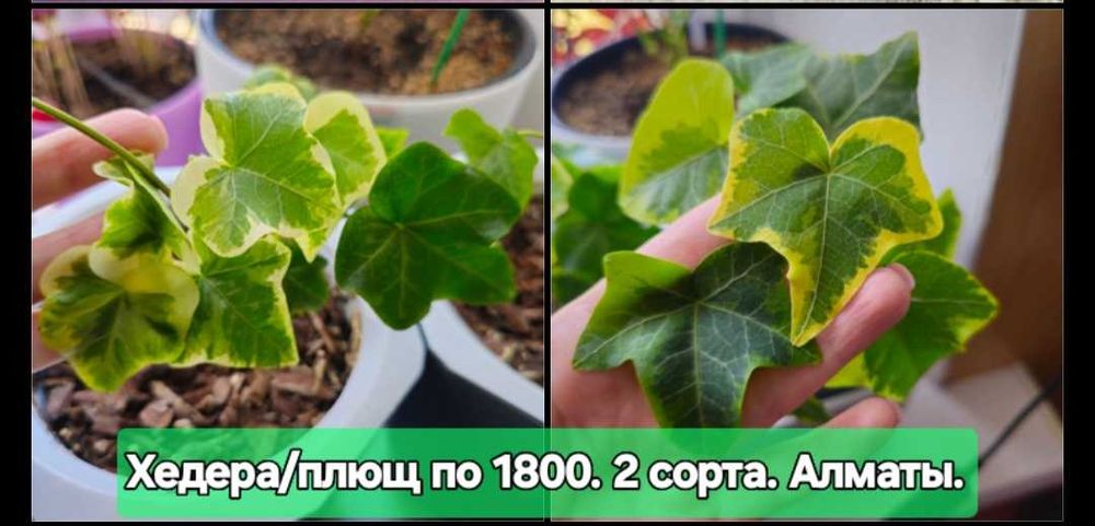 Сансевиерия Микадо в милом кашпо.