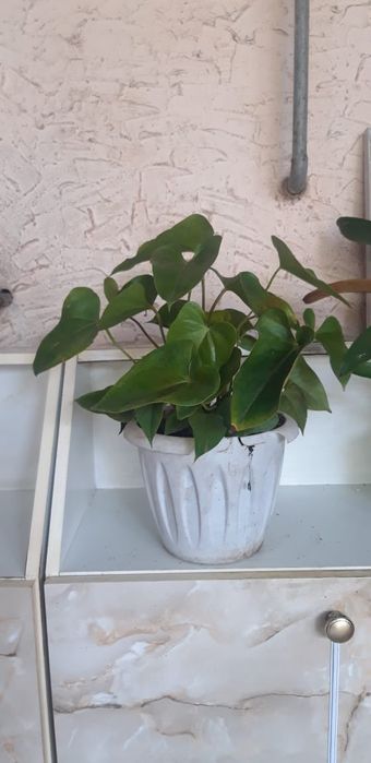 Продаю комнатные цветы антуриум