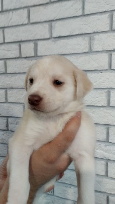 Отдам щенков в добрые руки