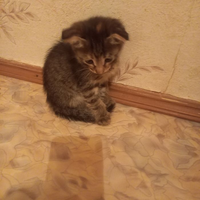 Вислоухие котята 1,5 месяца