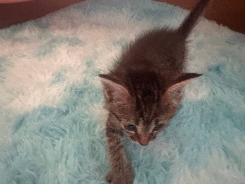 Котёнок 1,5 месяца