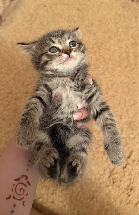 Котенки в добрые любящие руки