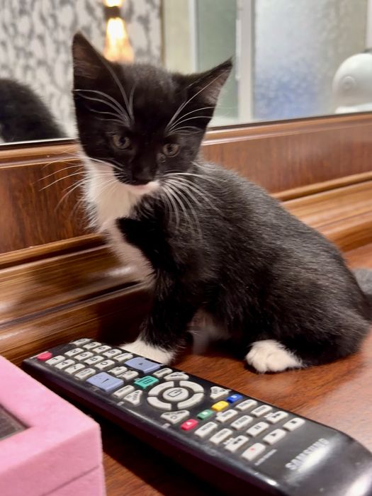 2 ойлик латок билади корм йиди