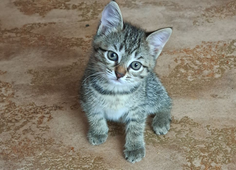 Отдам котят в добрые руки