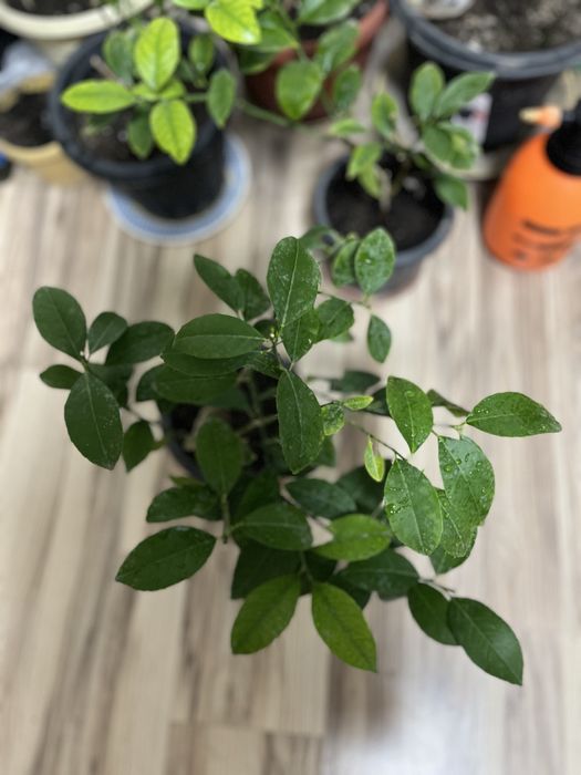 Продам лимон мейера